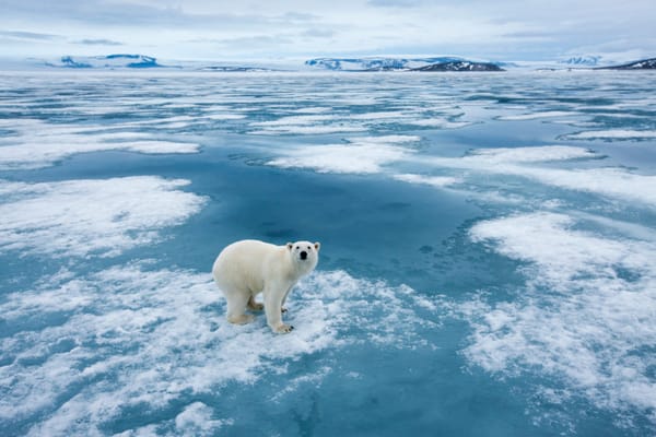Mit dem Hochseeschiff auf Expeditionskurs: Die faszinierende Arktis erleben